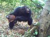 【衝撃映像】チンパンジーが宗教を獲得した証拠か!? 木の穴に岩を集めて投げつける“謎の儀式”が確認される!(最新研究)