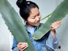 実は有毒植物だった! アロエの大食いチャレンジを生配信していた女性が中毒死寸前に