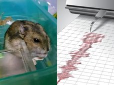 【実録】ハムスターは完全に地震発生を予知することが判明!! アノ回数が増えまくっていたら… すぐに大地震が来る!?