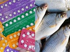 【悲報】避妊ピルで世界中の魚がトランスジェンダー化! 英オス魚の20%が卵子を保有、日本や米国もヤバイ事態に