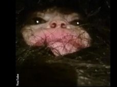 【衝撃】靴下を履いた伝説のUMA「イエティの子ども」がアゼルバイジャンで保護される! 二足歩行映像が衝撃的すぎる!
