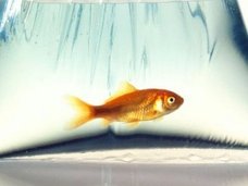 寒い部屋で金魚を飼えば、水槽の水がビールになる!? 体内で酒を作りだす金魚のメカニズムを理学博士が徹底解説!
