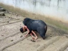 【閲覧注意】クマの玩具にされた男はこうなる! 檻にお持ち帰り→グチャグチャに弄ばれて…=タイ