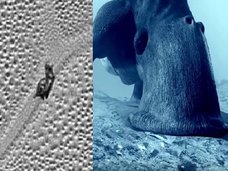 冥王星で「巨大カタツムリ」が激写される! 移動した痕跡もクッキリ、専門家も興奮「背中の殻や頭も写ってる!」