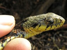 【小5男児重体】近づいただけで失明の危険、噛まれたら全身出血も! 毒蛇「ヤマカガシ」の凶悪性を徹底解説!