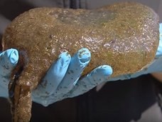 カナダで“脳型の謎生物”オオマリコケムシが大量増殖中! 日本は既に侵略済み、沼地周辺で出没注意!