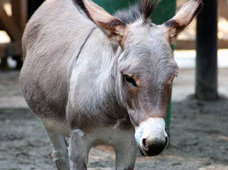 ロバを獣姦したモロッコ少年15人、“狂犬病パニック”で病院に駆け込む