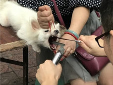 路上で犬の声帯除去手術を行う闇業者が出現「縄で口をこじ開け、はさみでチョキン!」