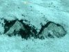 【衝撃】カリブ海で巨大海底ピラミッドが2つ発見される! グーグルアースが激撮、マヤ・アステカ文明と関連「地球最古の建造物かも」