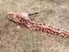 【衝撃動画】中国で体長18mの“龍の死骸”が発見される! ツノや手足も完璧に残存、現地は大混乱で捜査機関にも動き!