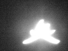 【衝撃】「ヒトデ型の巨大天使」がカナダ上空に出現、激撮される! 強烈に光り輝く謎の物体、触手もクッキリ、UFOか?