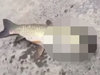 【衝撃映像】「魚とイルカのハーフ生物」が打ち上げられる! 理学博士も困惑、妖怪「アマビエ」の可能性も!?=中国