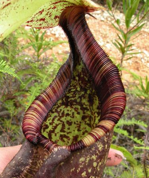 「悪魔の爪」、ネバネバ腺毛！ 世にも奇妙な世界の食虫植物5選の画像2