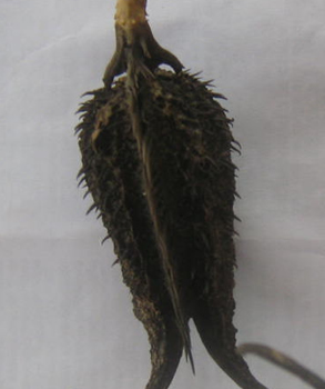 「悪魔の爪」、ネバネバ腺毛！ 世にも奇妙な世界の食虫植物5選の画像4