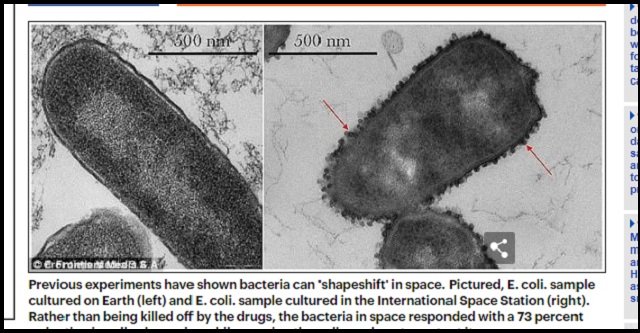 【歴史的発見】未知の生命が国際宇宙ステーションで採取される！ ついに人類とエイリアンが邂逅、露宇宙飛行士が緊急発表 の画像3