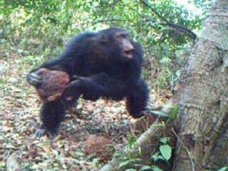 チンパンジーが宗教を獲得した証拠か？ 木の穴に岩を集めて投げつける“謎の儀式”が確認される！