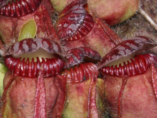 「悪魔の爪」、ネバネバ腺毛！ 世にも奇妙な世界の食虫植物5選