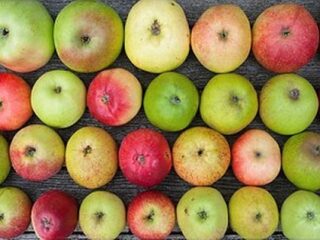 不思議！ 1本の木に50品種のリンゴ!! 30年の栽培の成果を結集！
