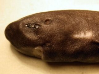 史上2匹目!!　36年ぶりに確認された「フクロザメ」の謎多き生態と“可愛すぎる”姿とは!?