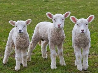 遺伝子操作で透明になった“クラゲ羊”が市場に流通して大問題に!!＝パリ