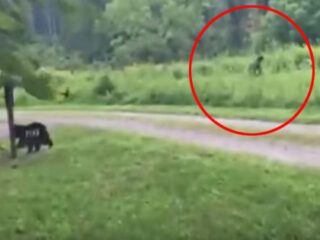 【衝撃動画】森の中で「ビッグフット」？に遭遇→犬の威嚇にビビって逃げ出す!!