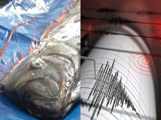 日本海でリュウグウノツカイが超大量出現 「地震の前触れか…3.11と酷似」2月15日が危険!?