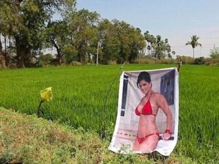 インドの畑に“セクシー女優のポスター”を置いたら収穫激増！「豊作はおっぱいパワーのおかげ」