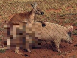 豚とセックスするカンガルーが激写される！＝オーストラリア