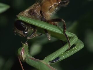 【閲覧注意】キスするようにハチを貪るカマキリ!!　グロすぎる踊り食い！