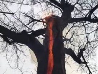 【衝撃動画】幹の内側だけメラメラ燃える「悪魔の木」!? 魔女の仕業か、自然現象か？＝米・オハイオ州