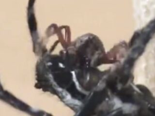 メスがオスに“クンニ奉仕”を強要する蜘蛛が発見される！ 唾液を垂らして局部を舐める驚きの理由とは？