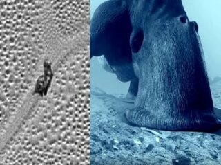 冥王星で「巨大カタツムリ」が激写される！ 移動した痕跡もクッキリ、専門家も興奮「背中の殻や頭も写ってる！」