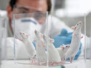 実験室内に男性研究者がいるとマウスに悪影響!?　これってアノ細胞にも…？