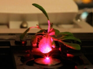 カーボンナノチューブでサイボーグ植物の誕生か？植物が化学兵器探知機に!?
