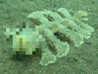 バリ海底でヌルッとした“男性器型”イボイボ怪獣が激写される！ 正体不明の生物にネット騒然、理学博士も検証！
