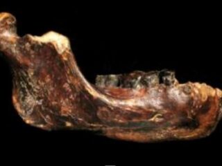 稀に見る大きな歯に強靭な顎…台湾沖で発見された新種の古代人とは？