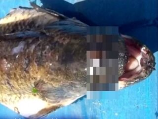 アルゼンチンで3つの目を持つ魚が釣り上げられる！被ばく原因か？