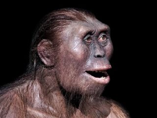 人類の祖先“ルーシー”は実は現代のサルやゴリラよりもバカだった！ リアル「猿の惑星」あり得る研究結果に！