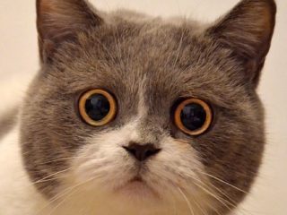 「ネコの表情は熟練すれば読み取れるようになる」最新研究で判明　ネコは表情で語っていた
