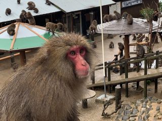 「大量の猿」に囲まれる恐怖を日本で味わえる！ 淡路島モンキーセンターに村田らむが潜入…野生の弱肉強食エグすぎ！