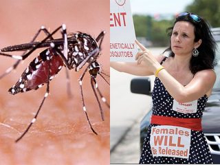 「遺伝子組み換え蚊」大量放出計画がフロリダで今週中に実行！ 14万4千匹のGM蚊「もはやバイオテロ、人体実験、重大な脅威…」