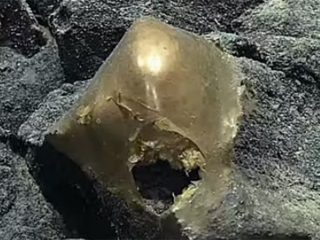 エイリアンの卵!? 海底3000mで発見された「金の卵」に専門家も困惑