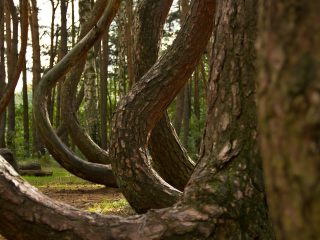 ポーランドの「歪んだ森」とは？ 不自然に湾曲した400本の木々の謎