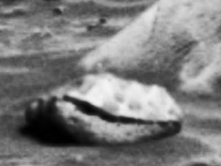 火星で軟体動物発見！？巨大な二枚貝の化石のようなものが発見される！火星にはやはり海があった…？