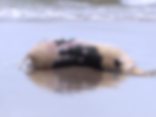伝説の裏付けか！？「謎の生物」の奇妙な死体が発見される＝ミシガン湖