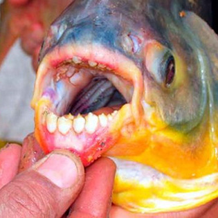睾丸切り鱼「pacu」が大量流出! 人间と似た歯で噛みつく恐怖の淡水鱼