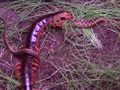 【閲覧注意】巨大毒ムカデとヘビの死闘!! 捕食シーンがグロすぎる