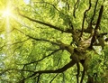 「温暖化の嘘がバレたな」地球の樹木が従来推定の7倍“3兆本”に驚愕の声