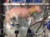 ついに登場した“本物の人工子宮”の映像がヤバすぎる! 理学博士「ブタや脳死女性の子宮を利用した代理出産も」
