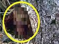 【衝撃映像】木陰に隠れる「ゴブリン」が激撮される！ ニヤケ顔の“ちっさいおっさん”がキモかわいい！